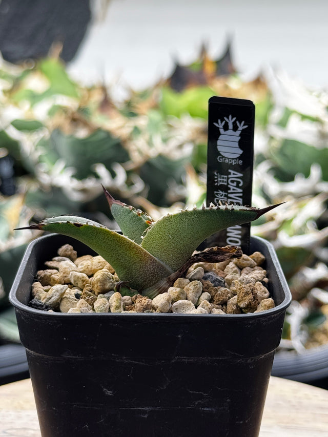 スペード(黒桃)