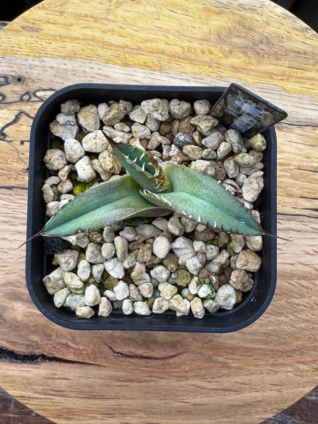 スペード(黒桃)