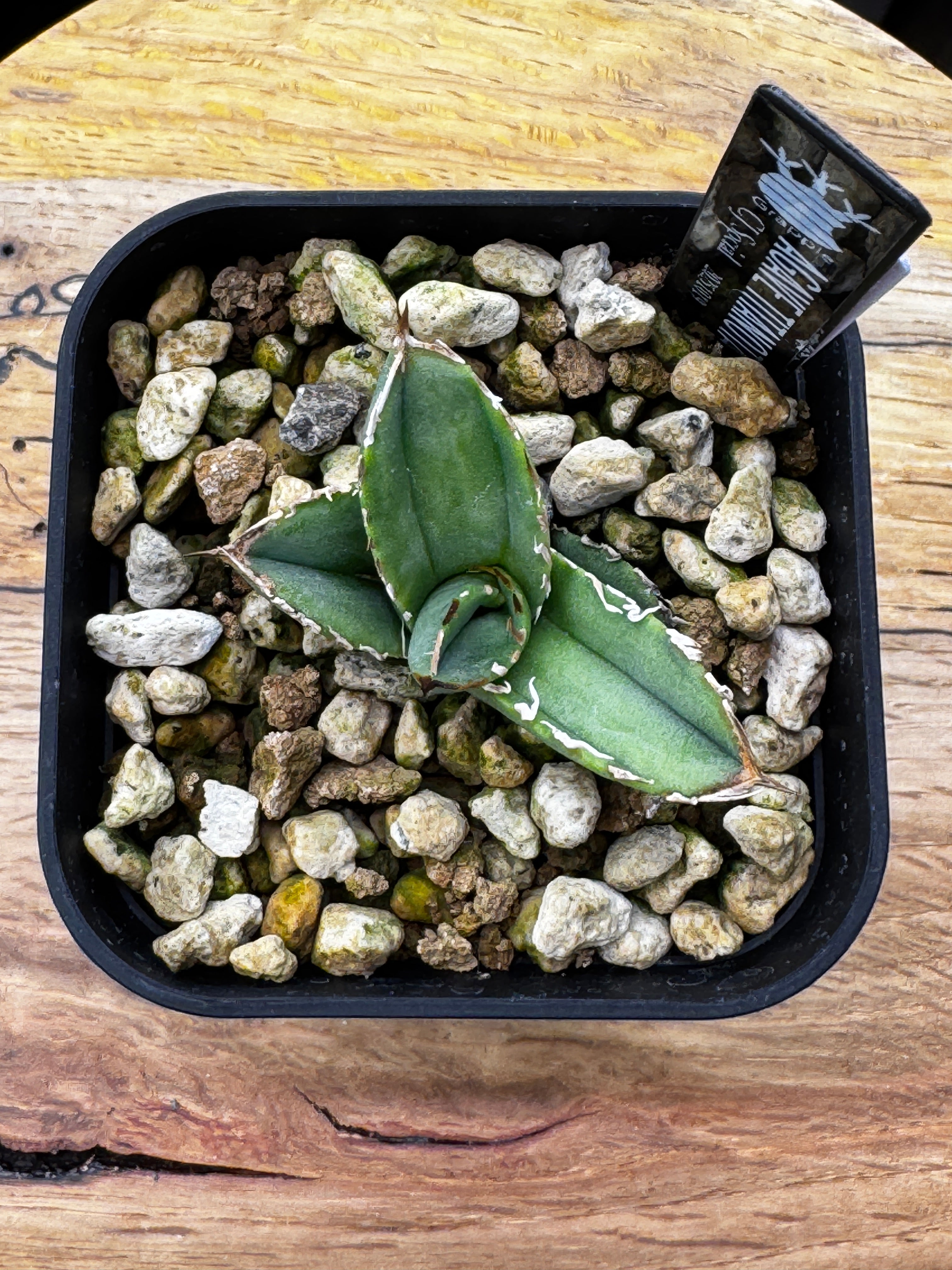 CJ Special A – OKINI