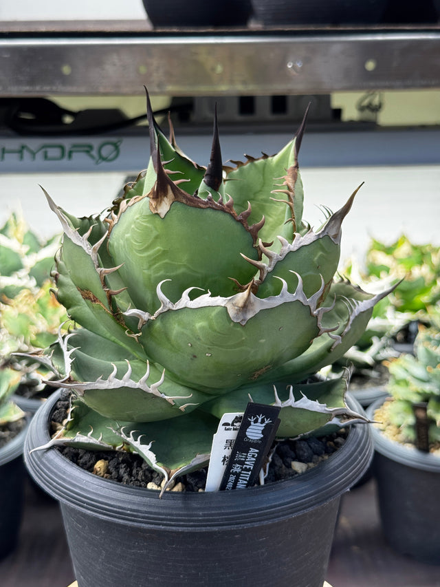 スペード(黒桃)