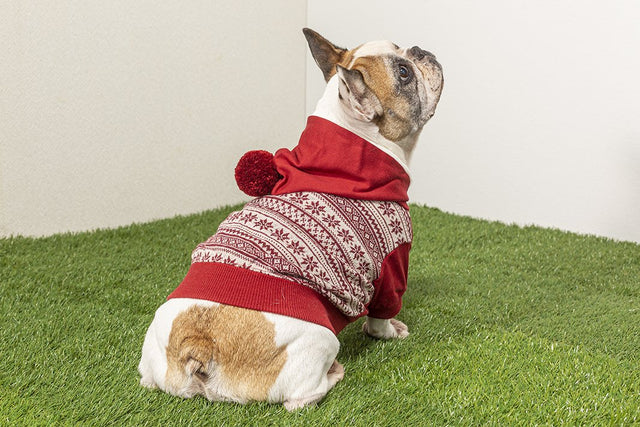 hnf Wool Hoodie Bonbon