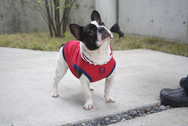 hnf Plain Hoodie Border