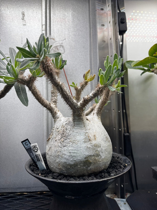 【6/7採取】JAY SEED 008（グラキリス）10粒 送料込み