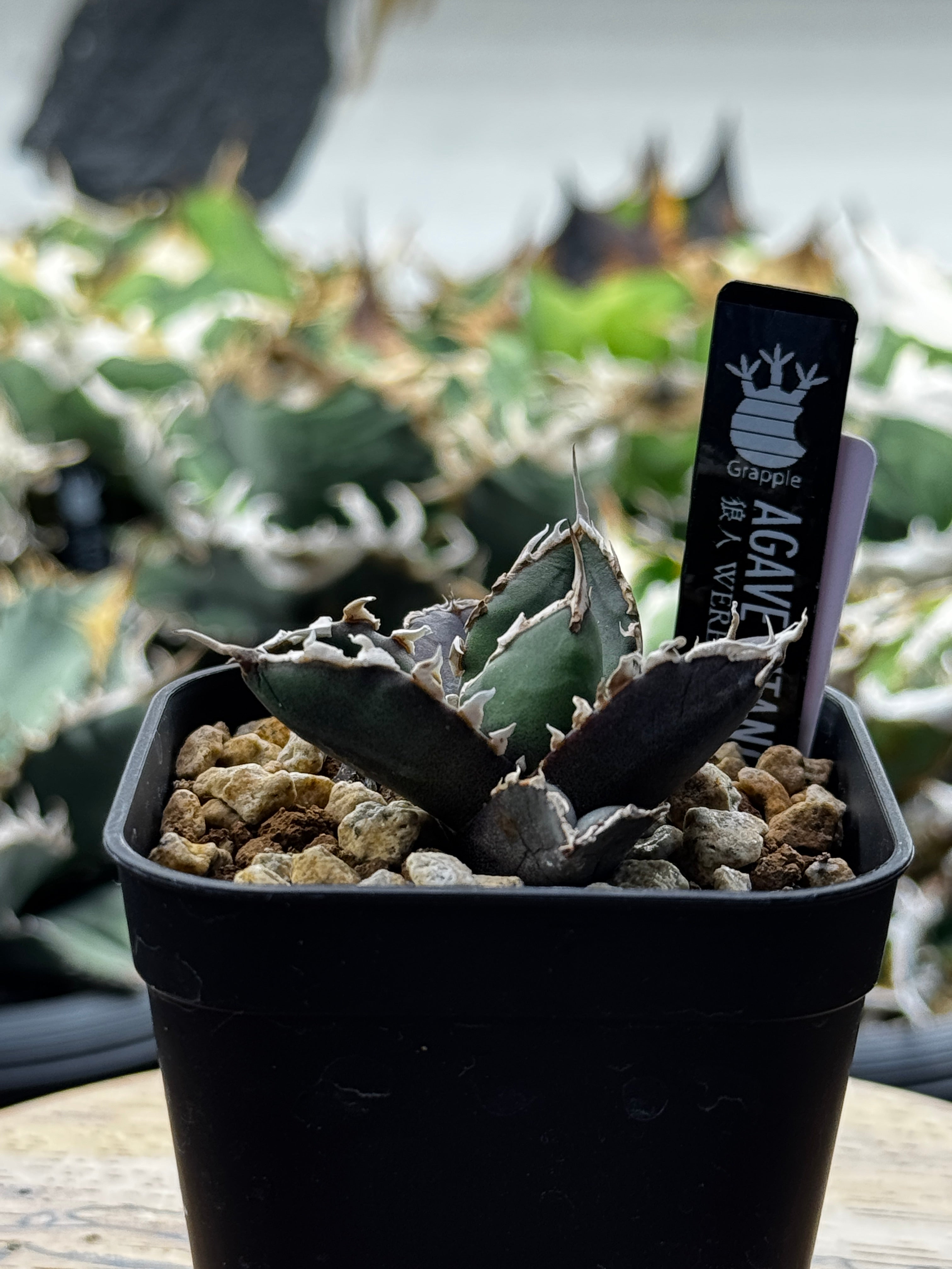 OKINI（オキニ）