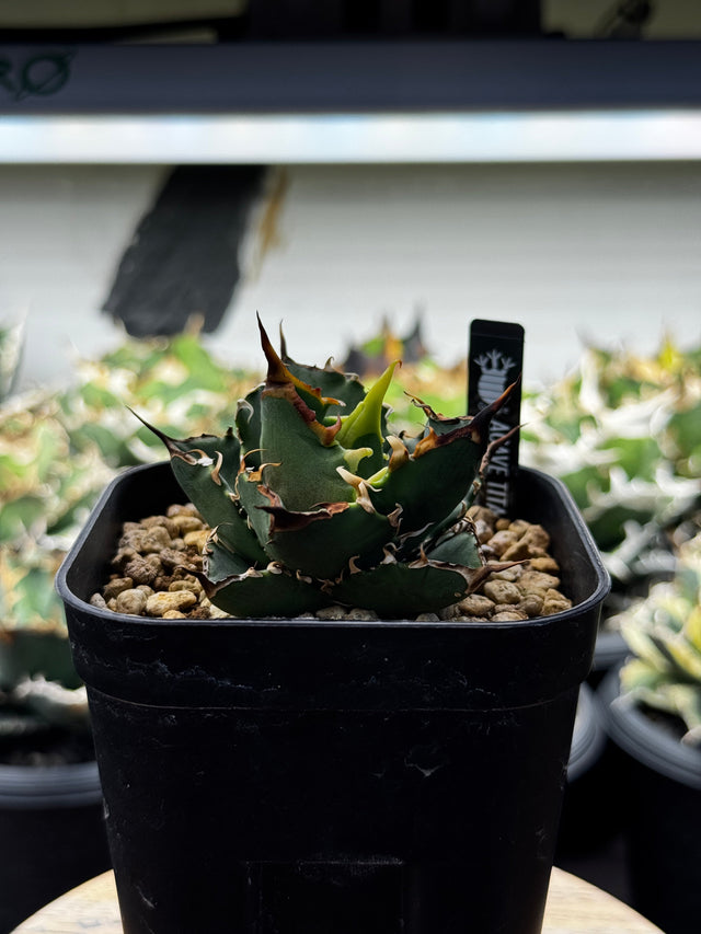 Tony No Name（中）A